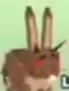 Brown Wild Rabbit with long upright ears.